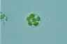 Oocystis