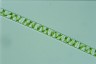 Spirogyra