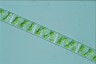 Spirogyra