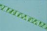 Spirogyra