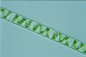 Spirogyra