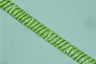 Spirogyra