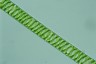 Spirogyra