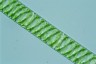 Spirogyra