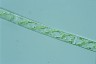 Spirogyra