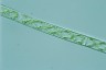 Spirogyra