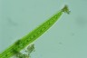 Closterium acerosum