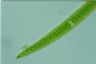 Closterium acerosum