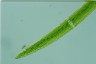 Closterium acerosum