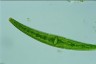 Closterium costatum