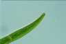 Closterium costatum