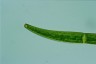 Closterium costatum