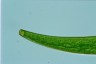 Closterium costatum