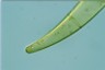 Closterium costatum