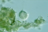 Metacineta mystacina