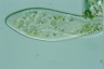 Paramecium caudatum