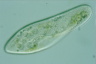 Paramecium caudatum