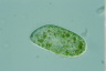 Paramecium bursaria