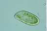 Paramecium bursaria