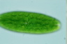 Netrium digitus