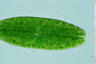 Netrium digitus