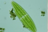 Netrium digitus