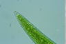 Closterium acerosum