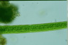 Closterium acerosum