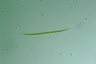 Closterium praelongum