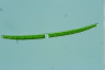 Closterium toxon