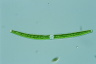 Closterium toxon