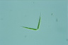 Closterium idiosporum