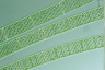 Spirogyra