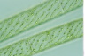 Spirogyra