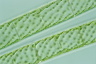 Spirogyra