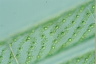 Spirogyra