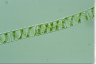 Spirogyra