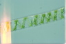 Spirogyra