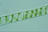 Spirogyra