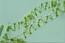 Spirogyra