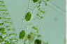 Spirogyra