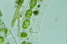 Spirogyra