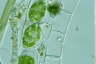 Spirogyra