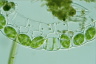 Spirogyra