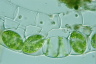 Spirogyra