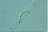 Spirogyra