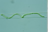 Spirogyra