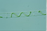 Spirogyra