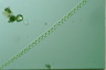 Spirogyra