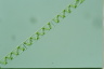 Spirogyra